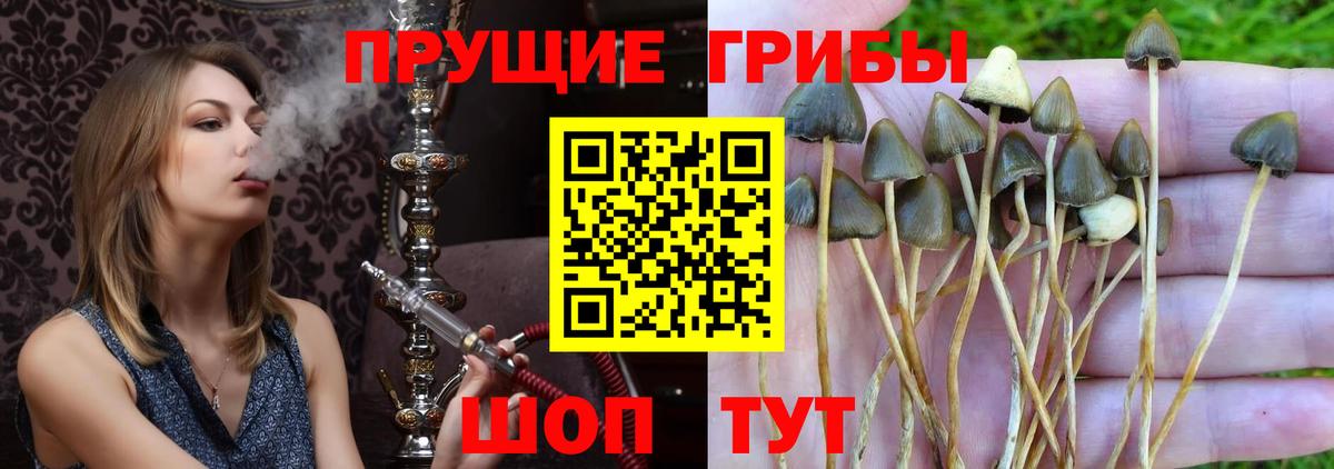 Псилоцибиновые грибы прущие грибы Ейск
